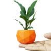 Mini Plant Pot [Pack of 5] - Image 3