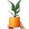 Self Watering Plant Pot [Pack of 3] - Image 3